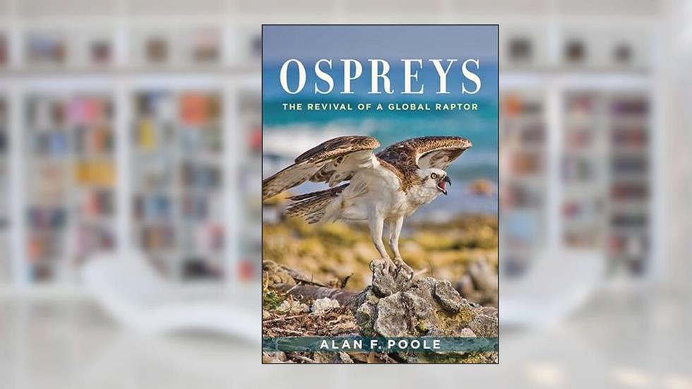 Ospreys: The Revival of a Global Raptor, written by Alan F. Poole
