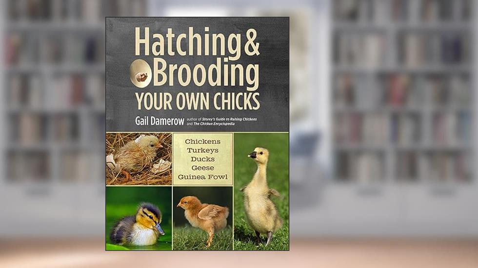 Hatching & Brooding Your Own Chicks: Chickens, Turkeys, Ducks, Geese, Guinea Fowl, written by Gail Damerow