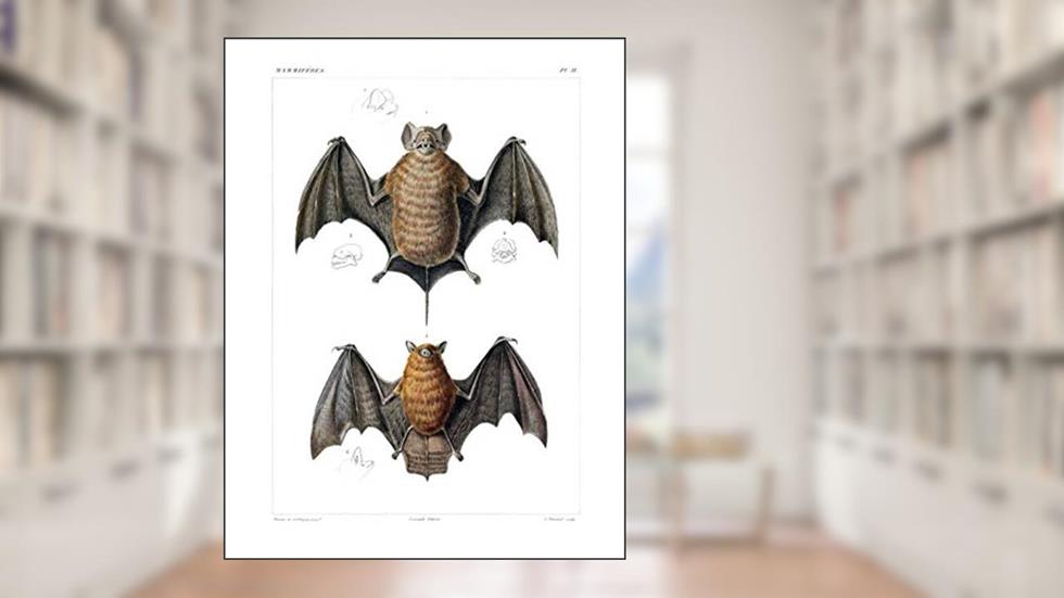 Velvety Free-Tailed Bat & Red Myotis Bat Composition Notebook: Wide Ruled Note-Taking Book, written by Back To School Books