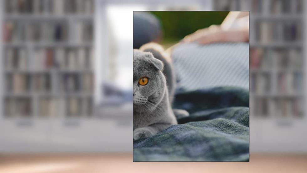 Composition Notebook With Uniqe Grey Cat Cover: Sketchbook, Notebook, Diary, Journal: Perfect Gift For Cat Lovers, written by Eva Victor