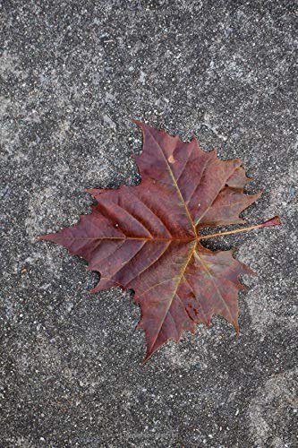 Read Notebook for Writers and Notetakers: Leaf Me Alone, written by Lynn E