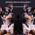 Read Breeding Merles Responsibly, written by Divina Blackwell-Bates