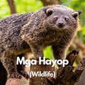 Read Mga Hayop: Wildlife- A Tagalog Book for Children, written by T. San Juan