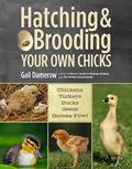 Read Hatching & Brooding Your Own Chicks: Chickens, Turkeys, Ducks, Geese, Guinea Fowl, written by Gail Damerow