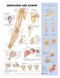 Read Shoulder and Elbow Anatomical Chart, written by ACC