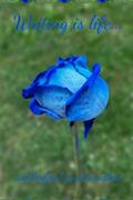 Read Writing is life...and therefore I cannot live without.: Blue rose writing journal/notebook, written by Hermosa A Monroe; Brianna A Monroe
