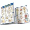 Read Anatomy QuickStudy Laminated Reference Guide (QuickStudy Academic), written by Vincent Perez