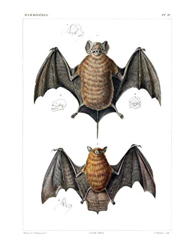 Read Velvety Free-Tailed Bat & Red Myotis Bat Composition Notebook: Wide Ruled Note-Taking Book, written by Back To School Books Read Velvety Free-Tailed Bat & Red Myotis Bat Composition Notebook: Wide Ruled Note-Taking Book, written by Back To School Books