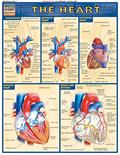 Read Heart QuickStudy Laminated Reference Guide (QuickStudy Academic), written by Vincent Perez
