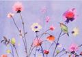 Read Lavender Wildflowers Note Cards (Stationery, Boxed Cards), written by Peter Pauper Press
