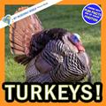 Read Turkeys!: A My Incredible World Picture Book for Children (My Incredible World: Nature and Animal Picture Books for Children), written by Hope Aicher; My Incredible World