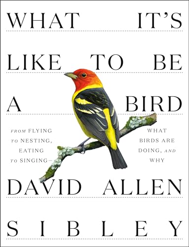 Read What It's Like to Be a Bird: From Flying to Nesting, Eating to Singing--What Birds Are Doing, and Why (Sibley Guides), written by David Allen Sibley