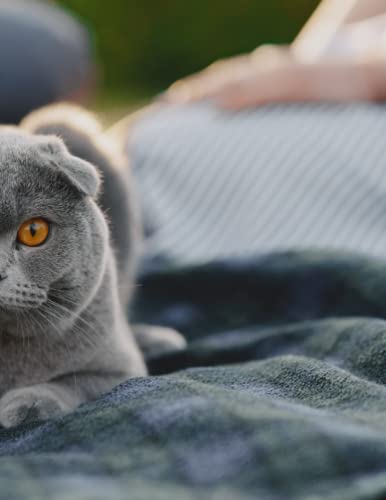 Read Composition Notebook With Uniqe Grey Cat Cover: Sketchbook, Notebook, Diary, Journal: Perfect Gift For Cat Lovers, written by Eva Victor
